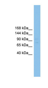 RFX1 antibody LS-C116025 Western blot of Mouse Spleen lysate.