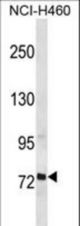 RFX2 Antibody western blot of NCI-H460 cell line lysates (35 ug/lane). The RFX2 antibody detected the RFX2 protein (arrow).