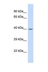 Western blot of Human HeLa. RFX3 antibody dilution 1.0 ug/ml.