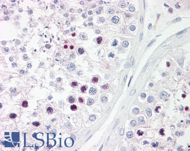 Anti-RFX3 antibody IHC of human testis. Immunohistochemistry of formalin-fixed, paraffin-embedded tissue after heat-induced antigen retrieval. Antibody LS-B7703 dilution 10 ug/ml.