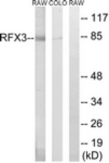 Western blot of extracts from COLO/RAW264.7 cells, using RFX3 Antibody. The lane on the right is treated with the synthesized peptide.