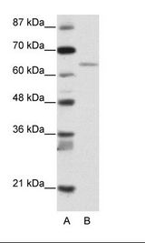 A: Marker, B: Transfected 293T Cell Lysate