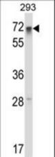 RFX5 Antibody western blot of 293 cell line lysates (35 ug/lane). The RFX5 antibody detected the RFX5 protein (arrow).