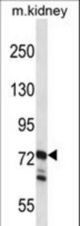 RGL1 Antibody western blot of mouse kidney tissue lysates (35 ug/lane). The RGL1 antibody detected the RGL1 protein (arrow).