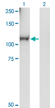 Western blot of RGL1 expression in transfected 293T cell line by RGL1 monoclonal antibody (M01), clone 2D10.