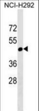 RGL4 Antibody western blot of NCI-H292 cell line lysates (35 ug/lane). The RGL4 antibody detected the RGL4 protein (arrow).