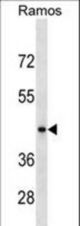 RGMB Antibody western blot of Ramos cell line lysates (35 ug/lane). The RGMB antibody detected the RGMB protein (arrow).