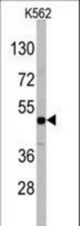 Western blot of DRAGON (RGMB) Antibody in K562 cell line lysates (35 ug/lane). DRAGON (arrow) was detected using the purified antibody.