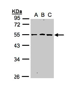 Sample (30 ug whole cell lysate). A: A431, B: H1299, C: HeLa S3. 10% SDS PAGE. RGMB antibody diluted at 1:1000