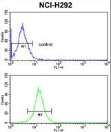 RGP1 Antibody flow cytometry of NCI-H292 cells (bottom histogram) compared to a negative control cell (top histogram). FITC-conjugated goat-anti-rabbit secondary antibodies were used for the analysis.
