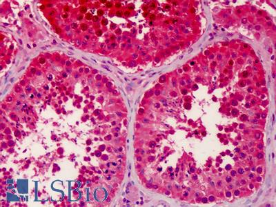 Anti-RGPD5 antibody IHC of human testis. Immunohistochemistry of formalin-fixed, paraffin-embedded tissue after heat-induced antigen retrieval. Antibody LS-B4975 concentration 5 ug/ml.