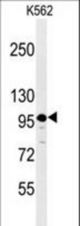 Western blot of SE6L2 Antibody in K562 cell line lysates (35 ug/lane). SE6L2 (arrow) was detected using the purified antibody.