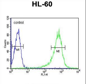 RGS1 Antibody flow cytometry of HL-60 cells (right histogram) compared to a negative control cell (left histogram). FITC-conjugated goat-anti-rabbit secondary antibodies were used for the analysis.