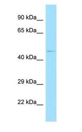 PSKH1 antibody Western Blot of Mouse Heart.