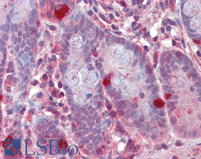 Anti-RGS1 antibody IHC of human small intestine. Immunohistochemistry of formalin-fixed, paraffin-embedded tissue after heat-induced antigen retrieval. Antibody LS-B3594 concentration 2.5 ug/ml.