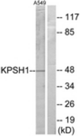 Western blot of extracts from A549 cells, using KPSH1 Antibody. The lane on the right is treated with the synthesized peptide.