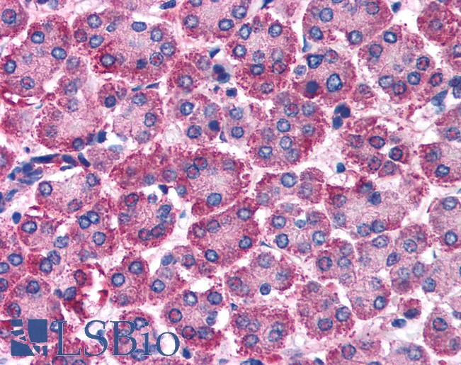 Anti-RGS10 antibody IHC of human pancreas. Immunohistochemistry of formalin-fixed, paraffin-embedded tissue after heat-induced antigen retrieval. Antibody LS-B996 concentration 5 ug/ml.