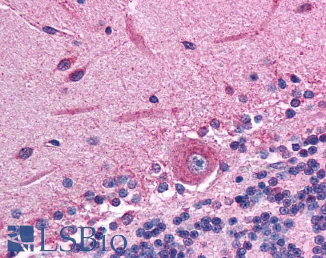 Anti-RGS10 antibody IHC of human brain, cerebellum. Immunohistochemistry of formalin-fixed, paraffin-embedded tissue after heat-induced antigen retrieval. Antibody LS-B996 concentration 5 ug/ml.