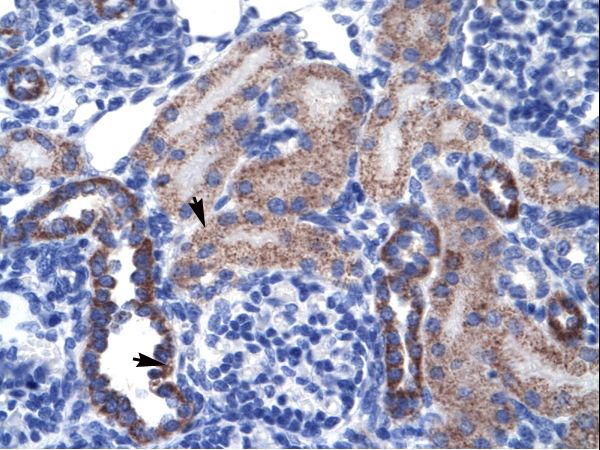 RGS13 antibody LS-C30576 was used in IHC to stain formalin-fixed, paraffin-embedded human kidney.
