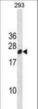 RGS13 Antibody western blot of 293 cell line lysates (35 ug/lane). The RGS13 antibody detected the RGS13 protein (arrow).