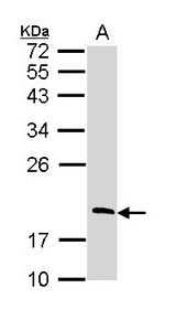 Sample (30 ug of whole cell lysate). A: Raji. 12% SDS PAGE. RGS13 antibody diluted at 1:1000.