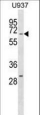 RGS14 Antibody western blot of U937 cell line lysates (35 ug/lane). The RGS14 antibody detected the RGS14 protein (arrow).