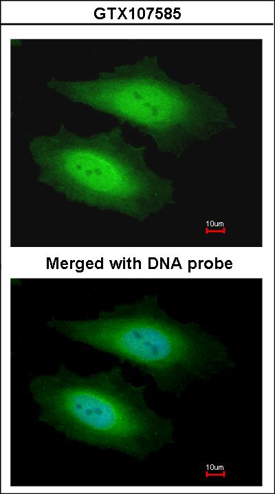 Immunofluorescence of paraformaldehyde-fixed HeLa using PSKH1 antibody at 1:200 dilution.