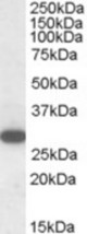 RGS18 antibody (1 ug/ml) staining of Human Peripheral Blood Mononucleocytes lysate (35 ug protein/ml in RIPA buffer). Primary incubation was 1 hour. Detected by chemiluminescence.