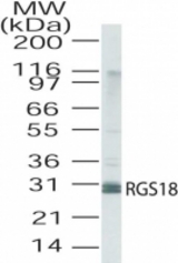 Western blot of RGS18 in human lung lysate using antibody at a dilution of 2 ug/ml.