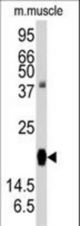 Western blot of anti-RGS19 Antibody (S151) in mouse muscle tissue lysates (35 ug/lane). RGS19(arrow) was detected using the purified antibody.