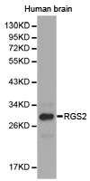 Western blot of extracts of human brain cell lines, using RGS2 antibody.