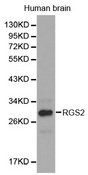 Western blot analysis of extracts of human brain cell lines, using RGS2 antibody.