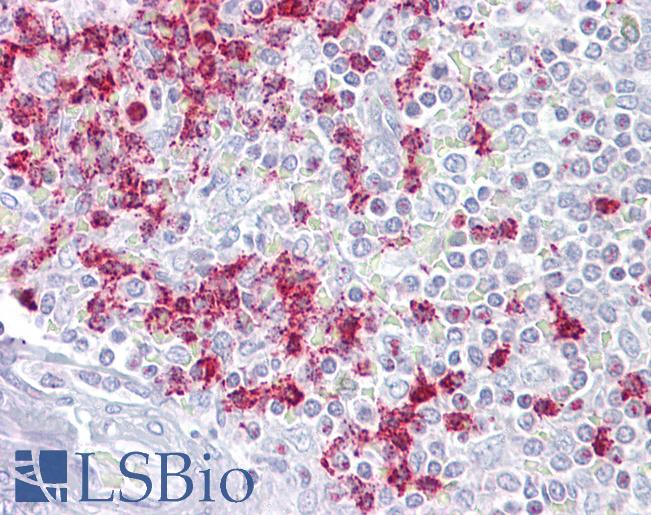 Anti-RGS2 antibody IHC of human spleen. Immunohistochemistry of formalin-fixed, paraffin-embedded tissue after heat-induced antigen retrieval. Antibody LS-B6830 concentration 5 ug/ml.