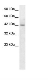HepG2 Cell Lysate