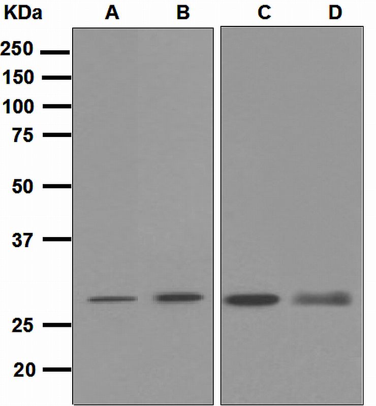 Western blot analysis on (A) HeLa, (B) Jurkat, (C) HepG2, and (D) PC-3 cell lysates using anti-PSMA1 antibody.