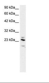Fetal Brain Lysate
