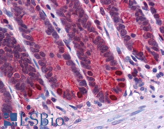 Anti-RGS21 antibody IHC of human small intestine. Immunohistochemistry of formalin-fixed, paraffin-embedded tissue after heat-induced antigen retrieval. Antibody LS-B5004 concentration 5 ug/ml.