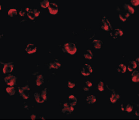 Immunofluorescence of RGS21 in HepG2 cells with RGS21 antibody at 20 ug/ml.