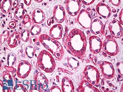 Anti-RGS22 antibody IHC of human kidney, tubules. Immunohistochemistry of formalin-fixed, paraffin-embedded tissue after heat-induced antigen retrieval. Antibody LS-B7805 dilution 5 ug/ml.