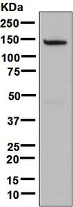Western blot analysis on rat testis lysate using anti-RGS22 antibody.
