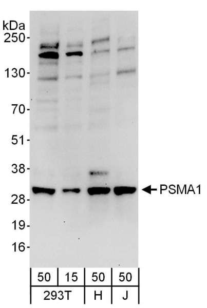 Detection of Human PSMA1 by Western Blot. Samples: Whole cell lysate from 293T (15 and 50 ug), HeLa (H; 50 ug), and Jurkat (J; 50 ug) cells. Antibodies: Affinity purified rabbit anti-PSMA1 antibody used for WB at 0.1 ug/ml. Detection: Chemiluminescence with an exposure time of 30 seconds.