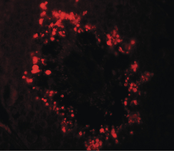 Immunofluorescence of RGS22 in human testis tissue with RGS22 antibody at 20 ug/ml.