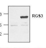 Western blot of RGS3 antibody LS-C48288.