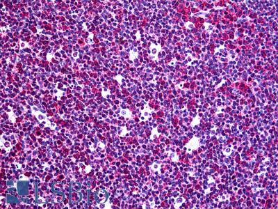 Anti-RGS3 antibody IHC of human tonsil. Immunohistochemistry of formalin-fixed, paraffin-embedded tissue after heat-induced antigen retrieval. Antibody LS-B5527 concentration 5 ug/ml.