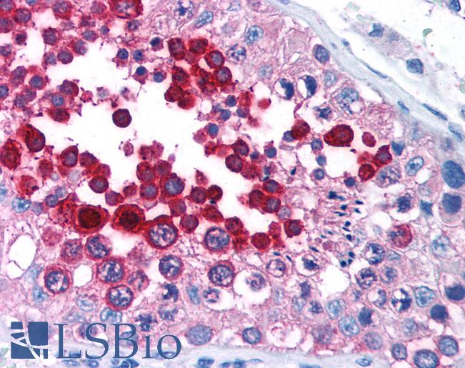 Anti-RGS4 antibody IHC of human testis. Immunohistochemistry of formalin-fixed, paraffin-embedded tissue after heat-induced antigen retrieval. Antibody LS-B997 concentration 5 ug/ml.