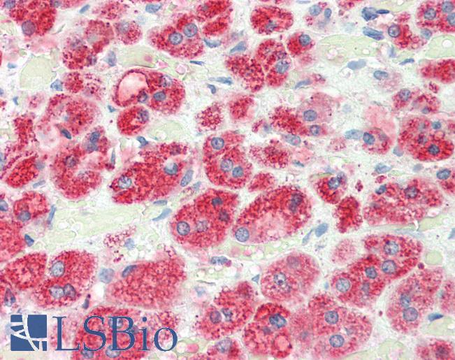 Anti-RGS5 antibody IHC staining of human adrenal. Immunohistochemistry of formalin-fixed, paraffin-embedded tissue after heat-induced antigen retrieval. Antibody LS-B10356 concentration 5 ug/ml.
