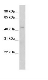 NIH 3T3 Cell Lysate