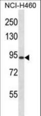 RGS9 Antibody western blot of NCI-H460 cell line lysates (35 ug/lane). The RGS9 antibody detected the RGS9 protein (arrow).
