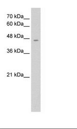 HepG2 Cell Lysate