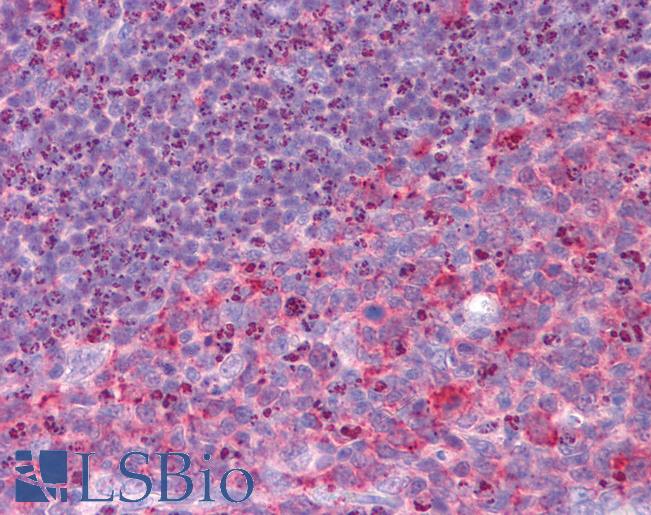 Anti-RHBDD3 antibody IHC of human tonsil. Immunohistochemistry of formalin-fixed, paraffin-embedded tissue after heat-induced antigen retrieval. Antibody LS-B5061 concentration 5 ug/ml.
